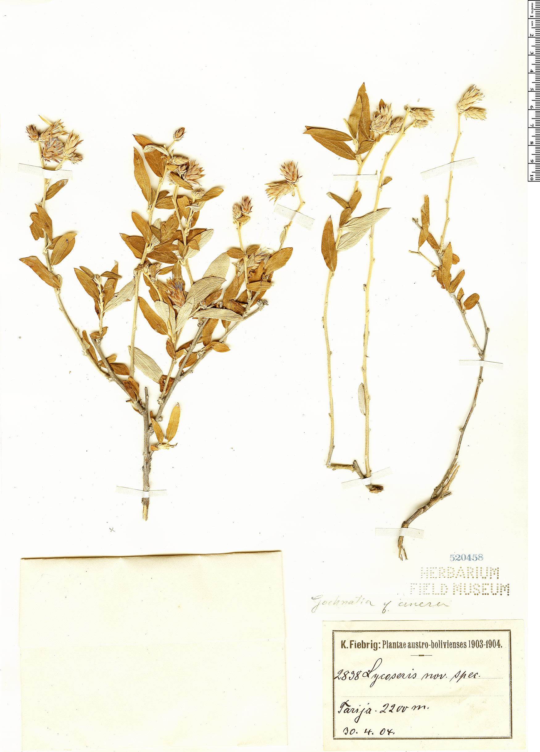 Gochnatia curviflora image