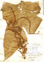 Heliconia pendula image