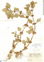Lippia betulifolia image