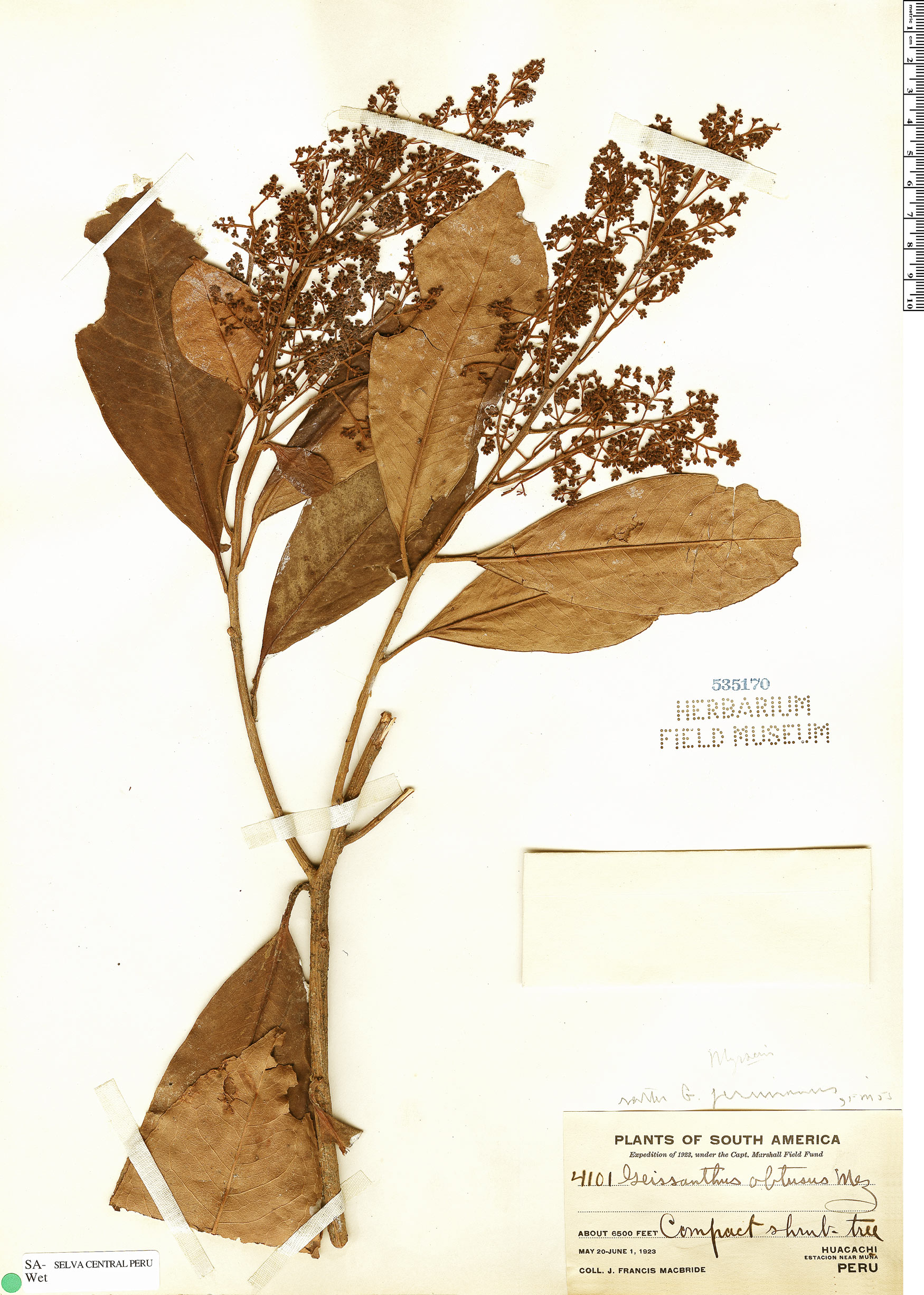 Geissanthus peruvianus image