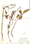 Salvia lachnostoma image