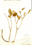 Euphorbia comosa image