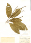 Caryodendron grandifolium image