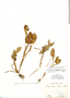 Heteranthera oblongifolia image