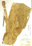 Anthurium coriaceum image