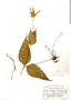 Salvia oxyphora image