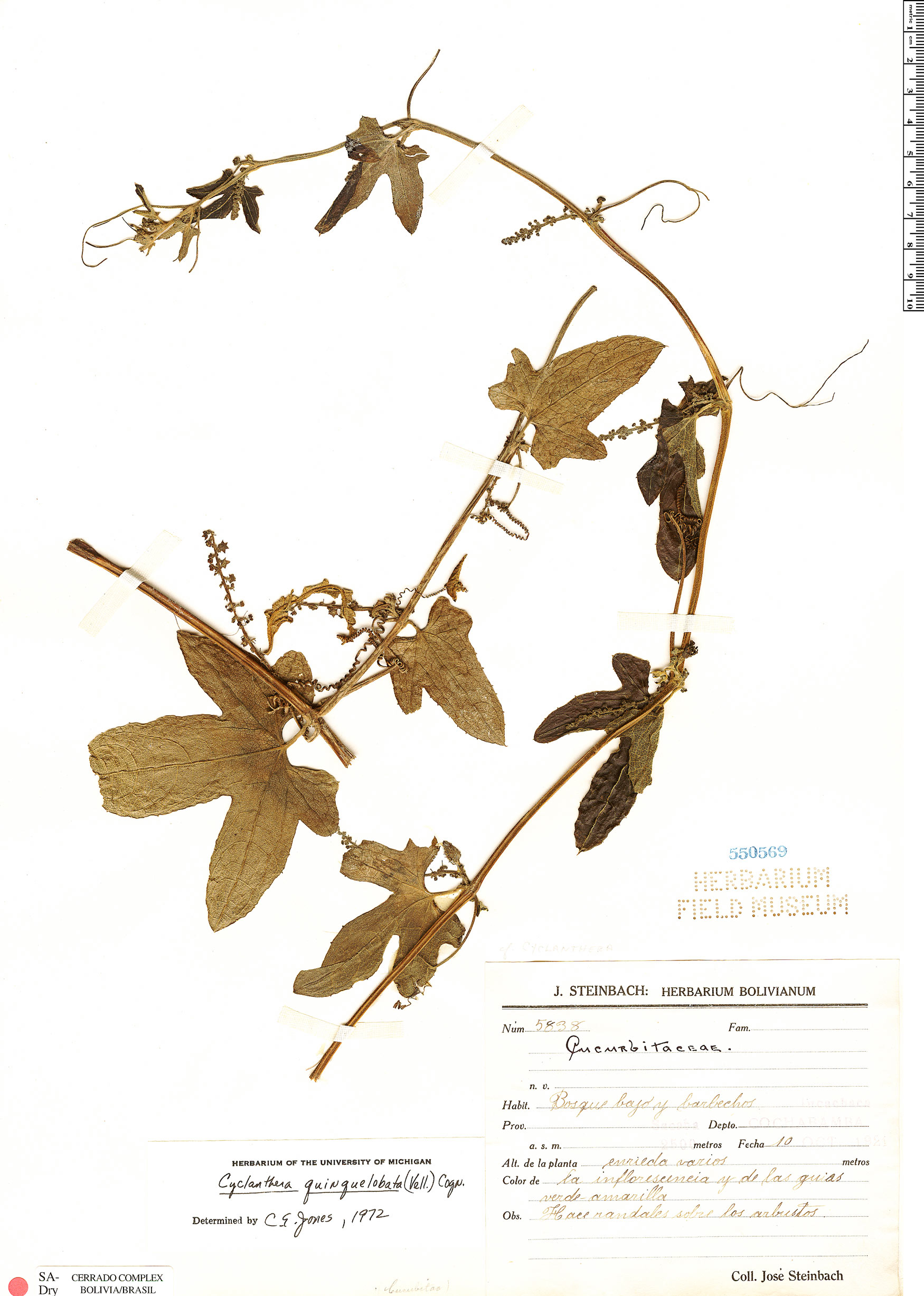 Cyclanthera quinquelobata image