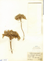 Astragalus peruvianus image