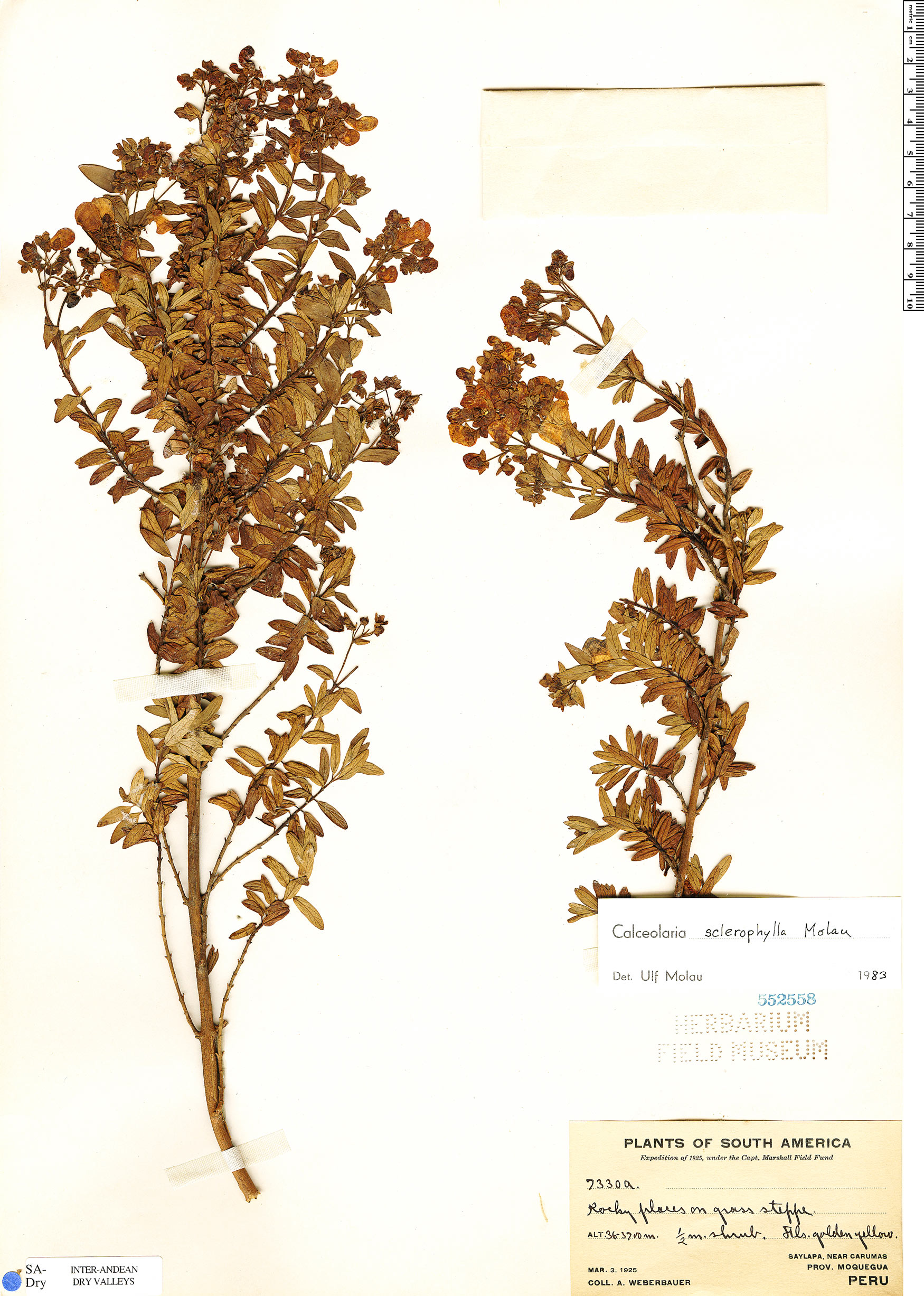 Calceolaria sclerophylla image