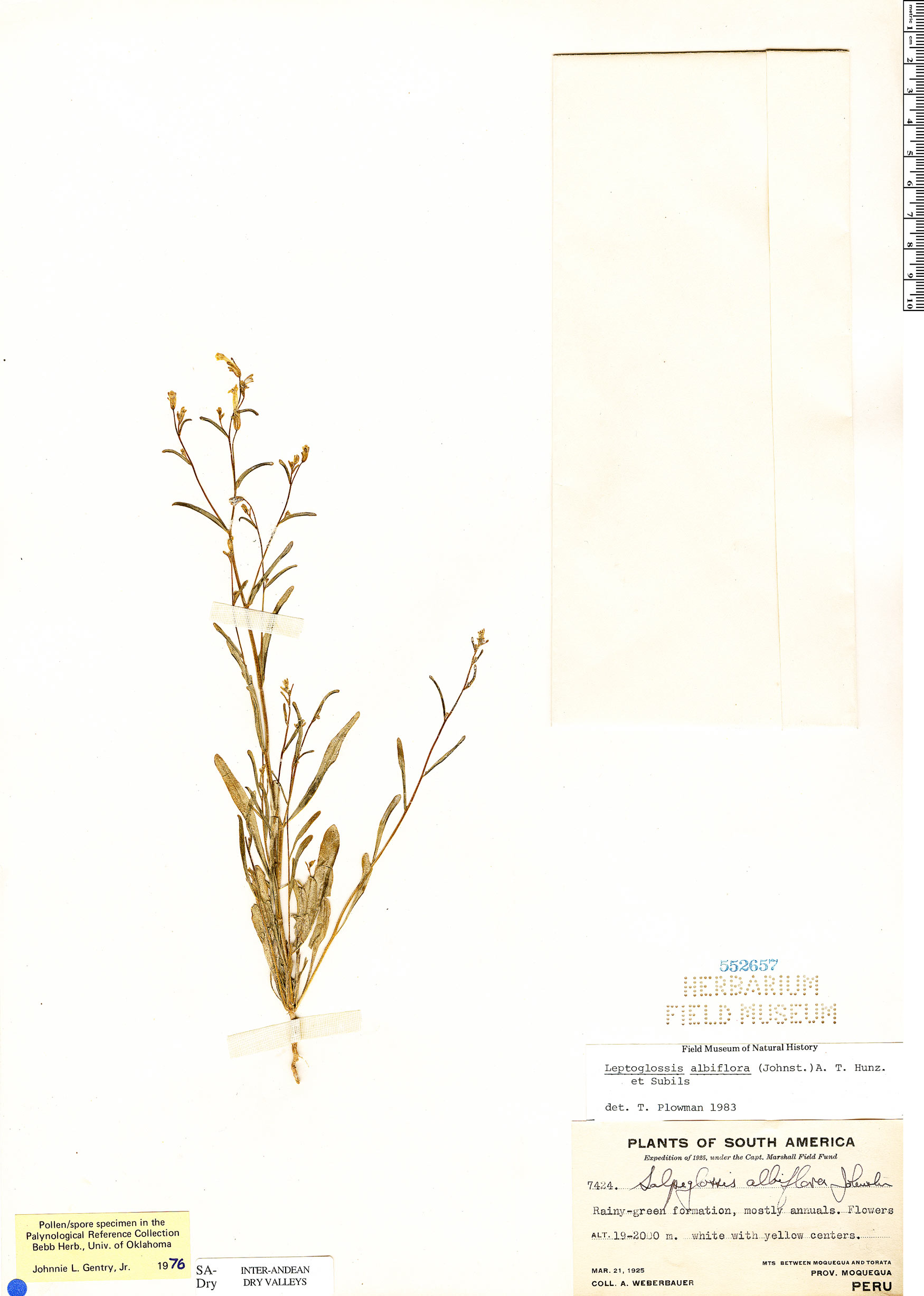 Leptoglossis albiflora image