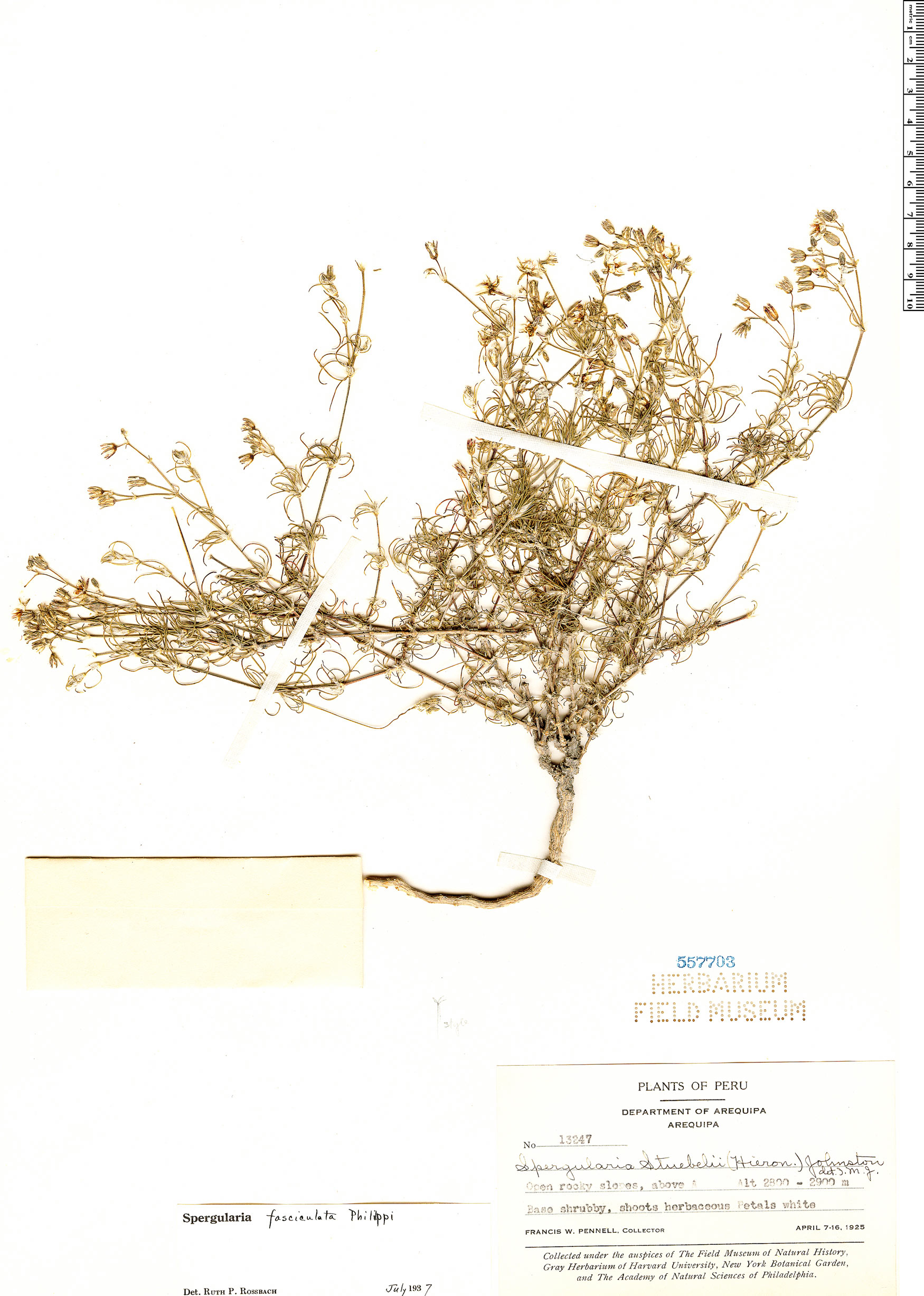 Spergularia fasciculata image