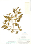 Solanum excisirhombeum image