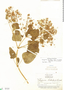 Colignonia parviflora image