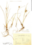 Carex vixdentata image