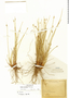 Carex molinae image