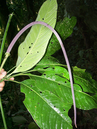 Anthurium eminens image