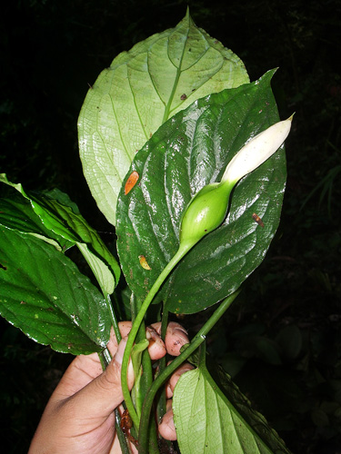 Xanthosoma viviparum image