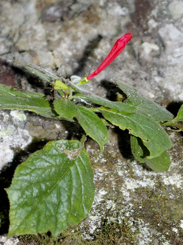 Centropogon tessmannii image