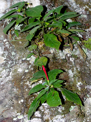 Centropogon tessmannii image