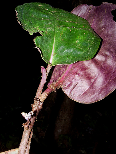 Geogenanthus ciliatus image