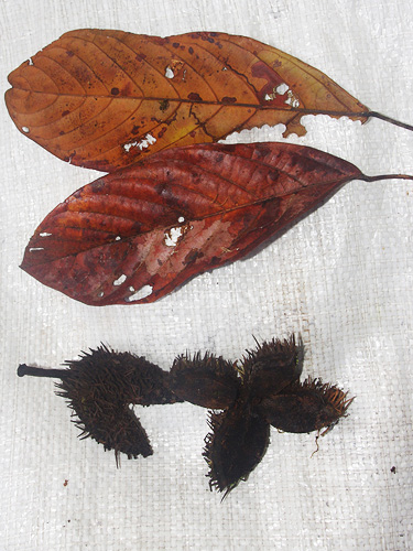 Sloanea robusta image