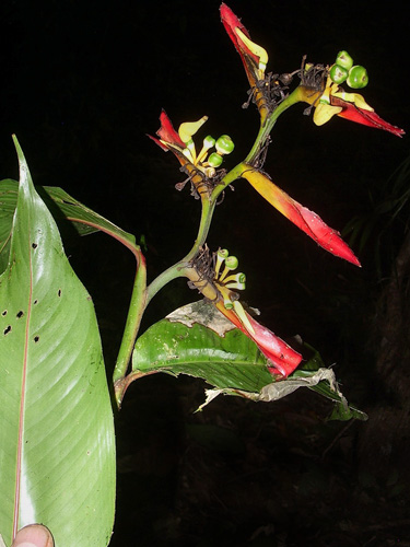 Heliconia schumanniana image