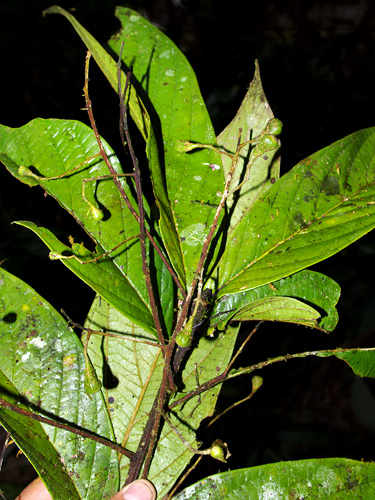 Nectandra tomentosa image