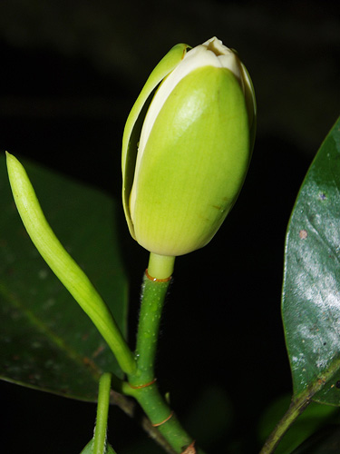 Magnolia bankardiorum image