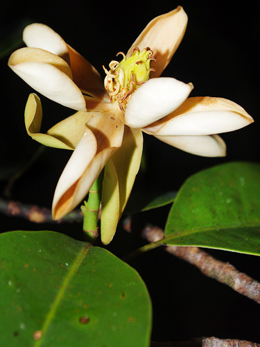 Magnolia bankardiorum image