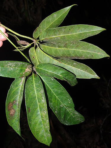 Gyranthera amphibiolepis image