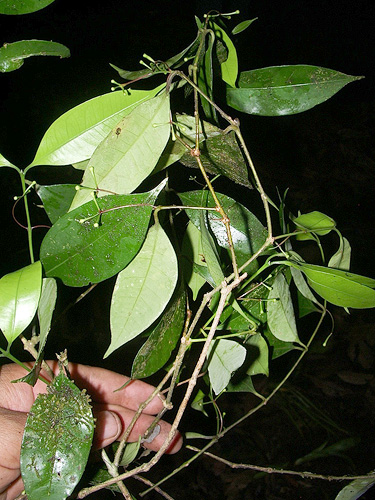 Mollinedia killipii image
