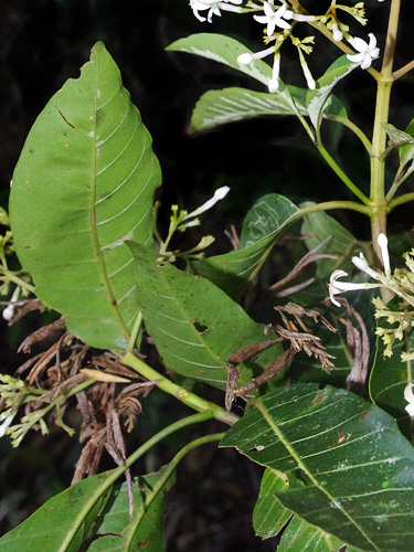 Ladenbergia stenocarpa image