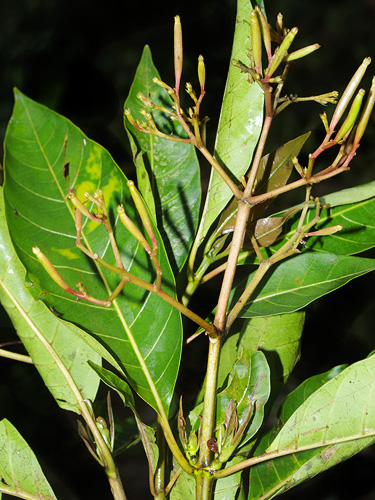 Ladenbergia stenocarpa image