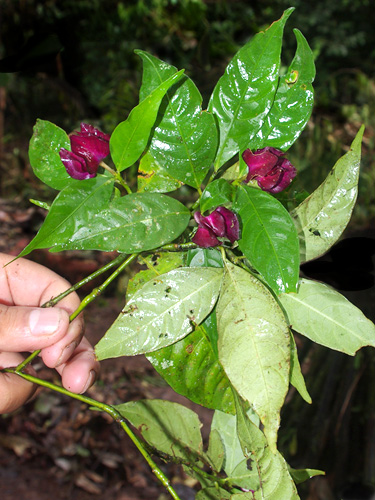 Psychotria ostreophora image