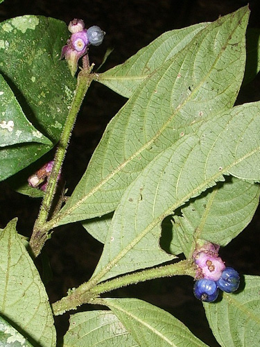 Psychotria peruviana image