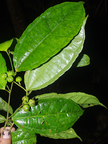 Neosprucea tenuisepala image