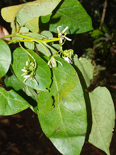Solanum endopogon image