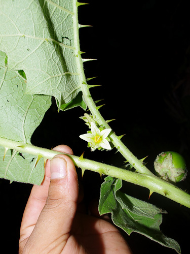 Solanum sessiliflorum image