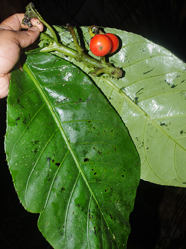 Solanum nemorense image