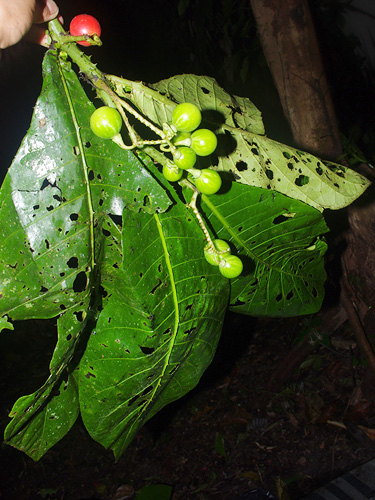 Solanum nemorense image