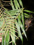 Thelypteris angustifolia image