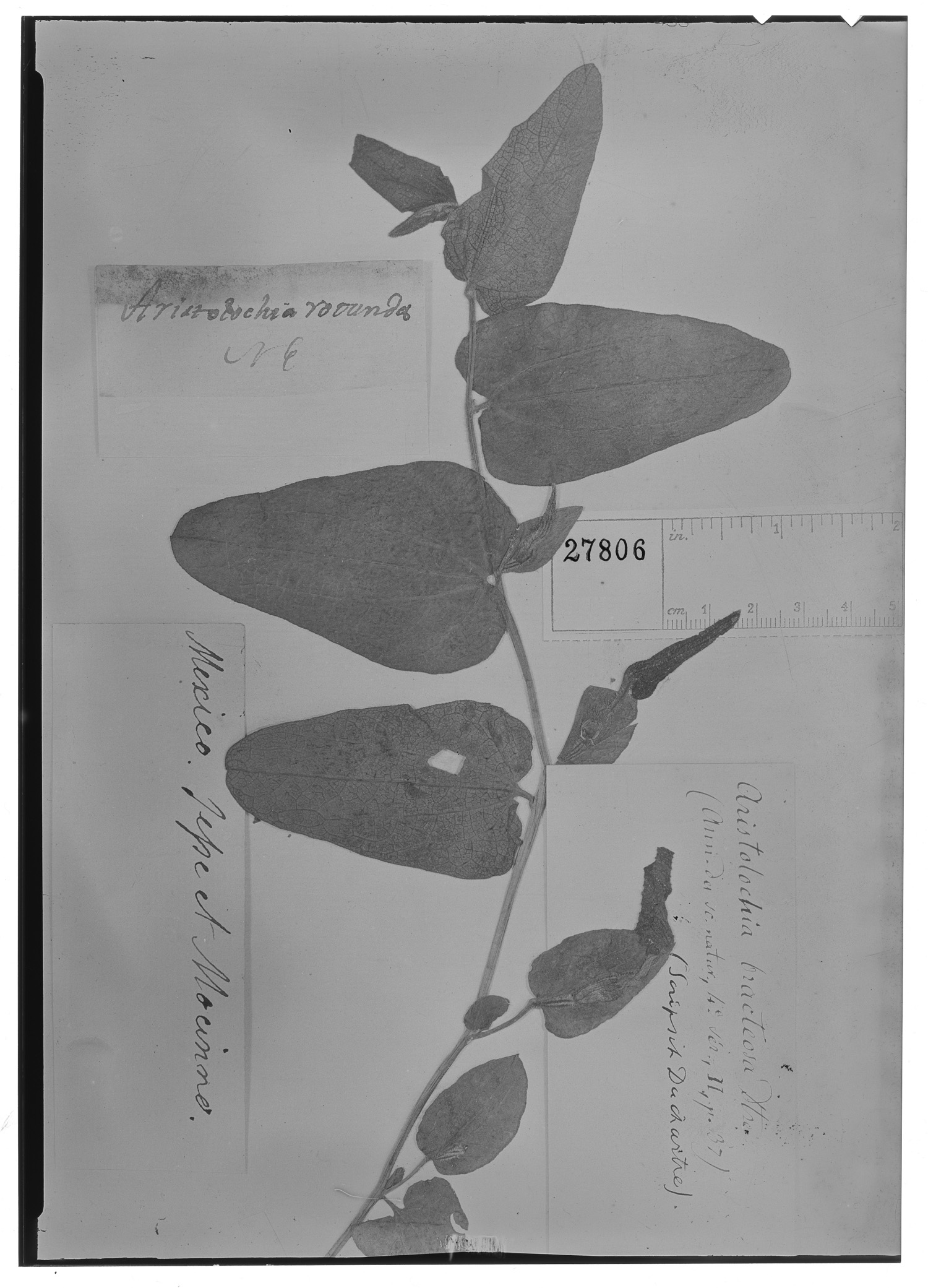 Aristolochia bracteosa image