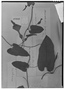 Aristolochia leprieurii image
