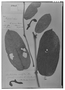 Aristolochia ovalifolia image
