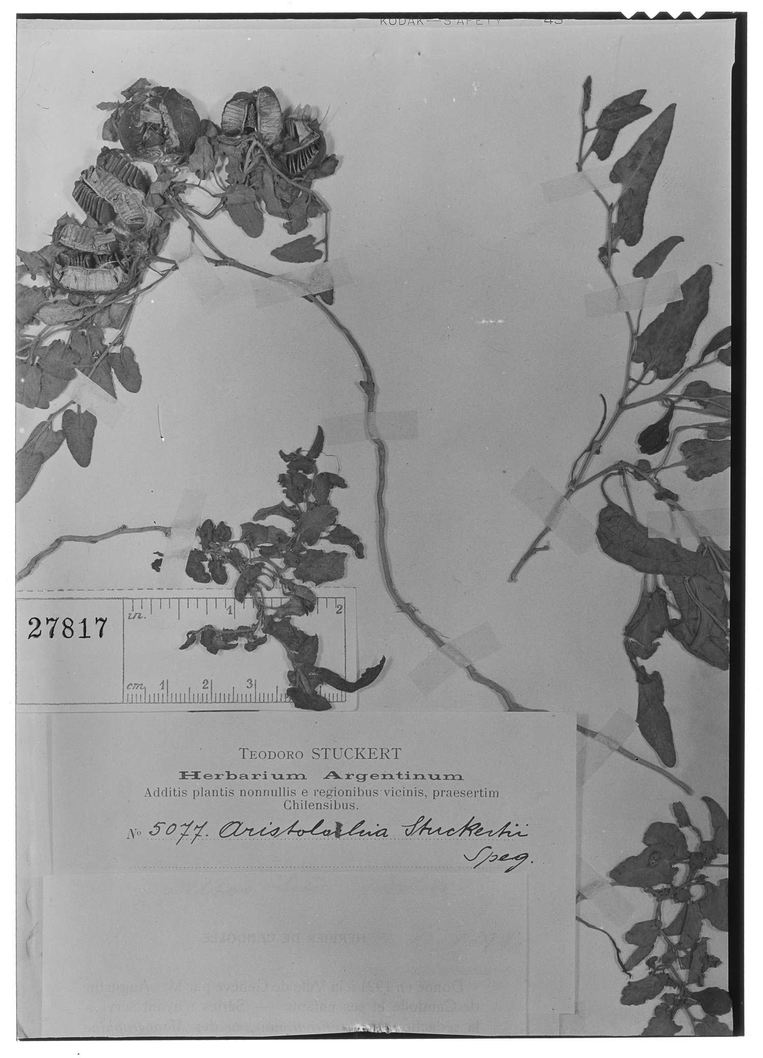 Aristolochia stuckertii image