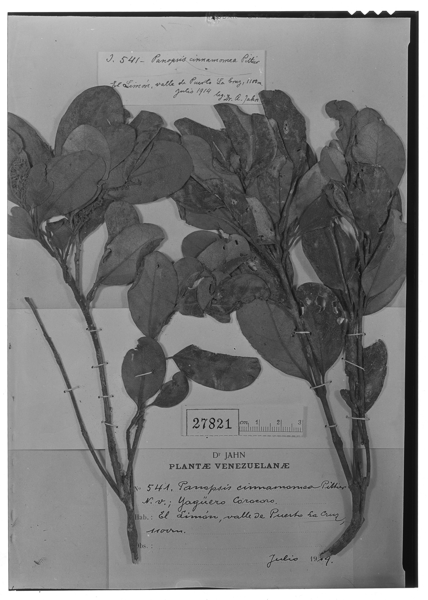 Panopsis cinnamomea image