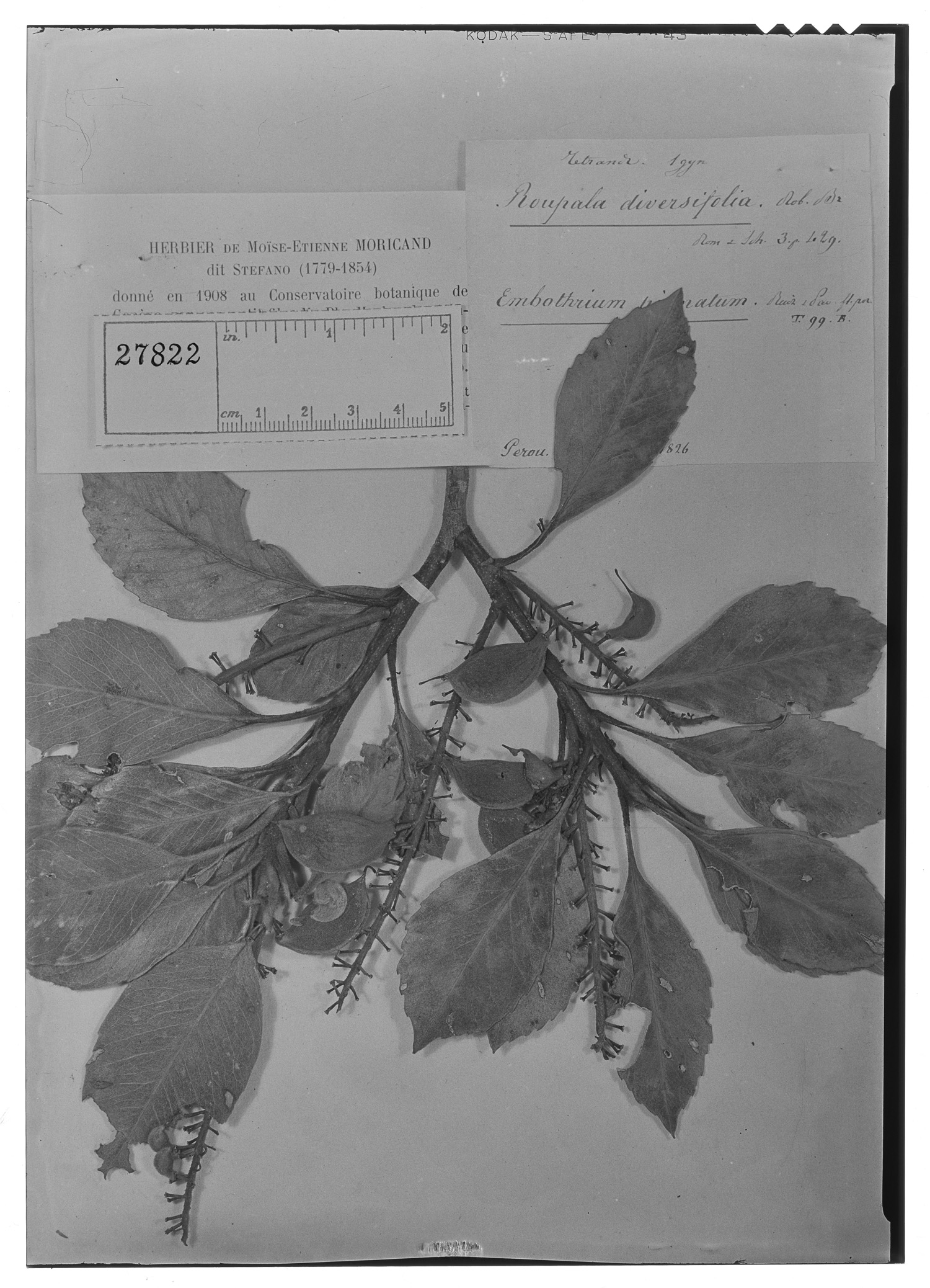 Roupala diversifolia image