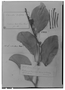 Psittacanthus brachynema image