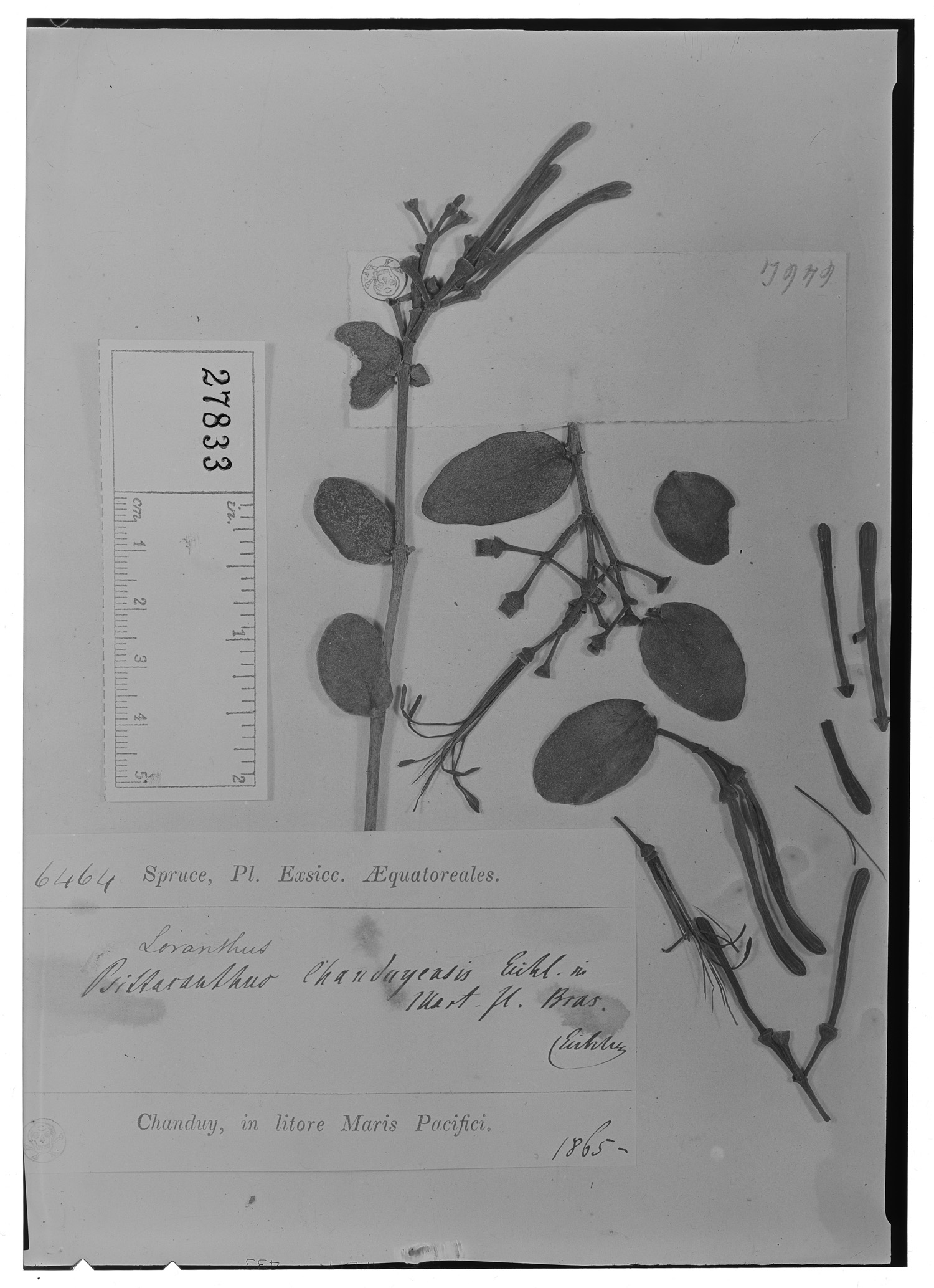 Psittacanthus chanduyensis image