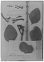 Psittacanthus corynocephalus image